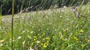 IMG-20240616-WA0009.jpg