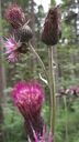 IMG-20240708-WA0004.jpg