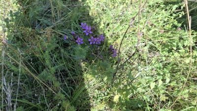 image005.jpg