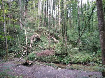 Schlüsselwörter: Jägerhaus, Schmalegger Wasserfall, Adelmühle, Burgmühle, Schmalegg, Burgmühle, Adelmühle,