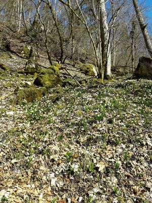 20.03. Märzenbecher im Lippachtal
