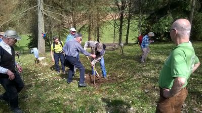 Pflanzen der Esskastanie
