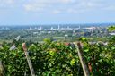 DSC_0223_-_Kopie.JPG